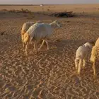 فحل حري مشروط