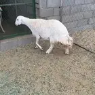 شاه حايل سديس كفو فل شحم جبرة ( تم البيع)