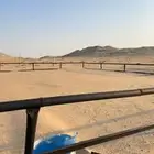 بادوك خيل كبير