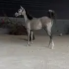 مهره شعبيه فاخره للبيع