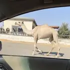بكره شقحاء باتليه