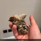 فقاسه للبيع