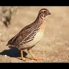 سمان للبيع حي وميت