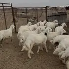 طليان للبيع شعره واطراف رقم واحد