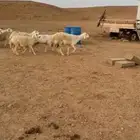 غنم لبيع