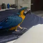 مكاو بلو اند قولد
