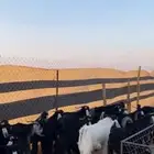 تيوس مخاصي