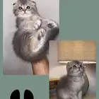 ابغى قط سكوتش تبني