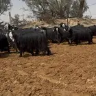 مراح معزا عوارض فواخر ودفيع وضريع شرط