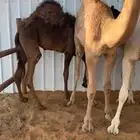 5 قعدان طيبه بالحيل للبيع