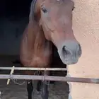 حصان شعبي عمره م بين 6 إلا 7 طوله حدود 8 بلكات السوم 2400