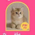 قطط بريتش للبيع بشهادة نسب موثوقه