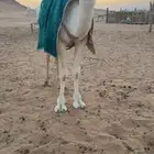 قعود مفرود جده الحاكم بن اقريع وابوه بعير محمد مترك الدوسري