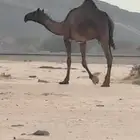 للبيع بكره حقه مجهم