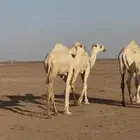 بكار مفاريد