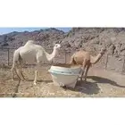 نياق لقاح للبيع