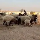 مراح نعيم جذعات وثنوات متابيع