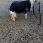 فحل نجدي مشروط