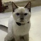 قط مفود الرياض