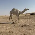 بكره وضحاء لقيه