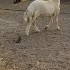 مشروع فحل حري