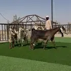 معزا صنف مواليد ودفيع