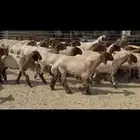 جذعات نعيم مقاني