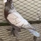 حمام ساكسون