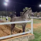 مهره فاخره حفيده اي اس حرير وابوها انيس الخالديه