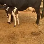 بقره منيحه