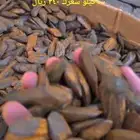 عود مروكي محسن