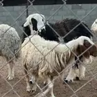 فحل نجدي وفحل حري طيبات