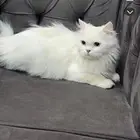 قط شيرازي
