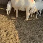 خروف مشروع فحل