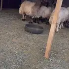 للبيع غنم نعيم صنف نوادر