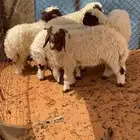هرافى نعيم تم البيع