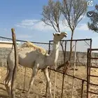 بكره حقه عفراء شماليه
