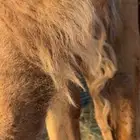 بكار رمانيات كفو وطيبة فوق البداوة