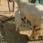 للبيع شاه صنف