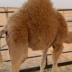 قعود قصب