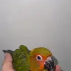 فرخ صن كنيور