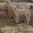 نعجة صفراء حلساء