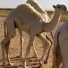 قعود قصب