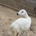 رخله ثنيه دافع للبيع