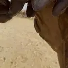 خلفة ساحليه مصغر وحليبها وافر