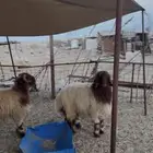 ذبايح نعيم جذعان مفاطيح وجذعان حري ناهيه