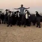 مراح عوارض فاخره اغلبها جذعات وثنوات شرط ودفيع واضح