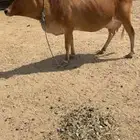 للبيع بقره خلفه
