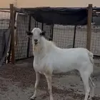 تيس بيشي فحل مشروط
