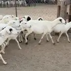 ضان رفيد